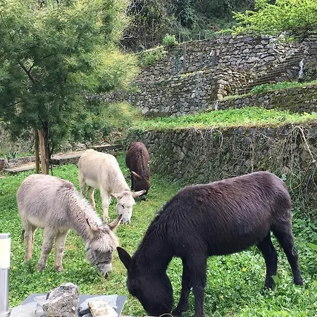 Lux 5 Terre Villa